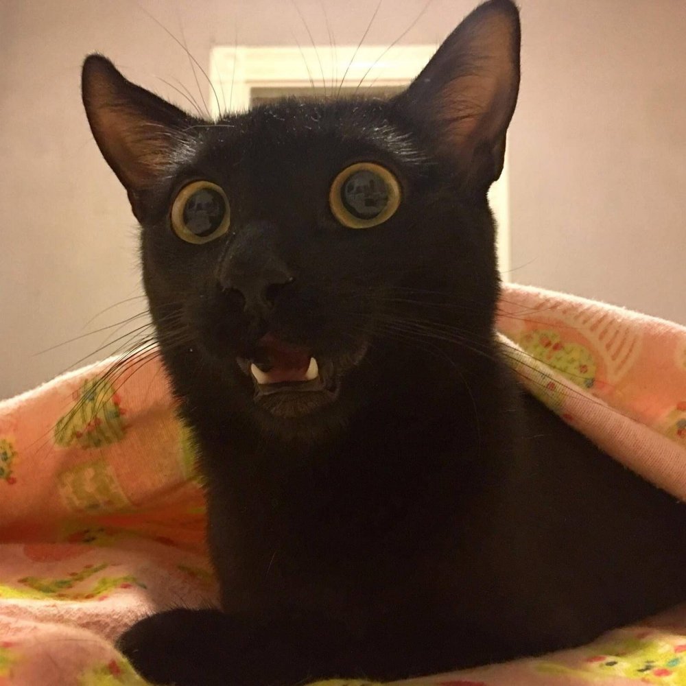 Тёмный кот с удивленными глазами