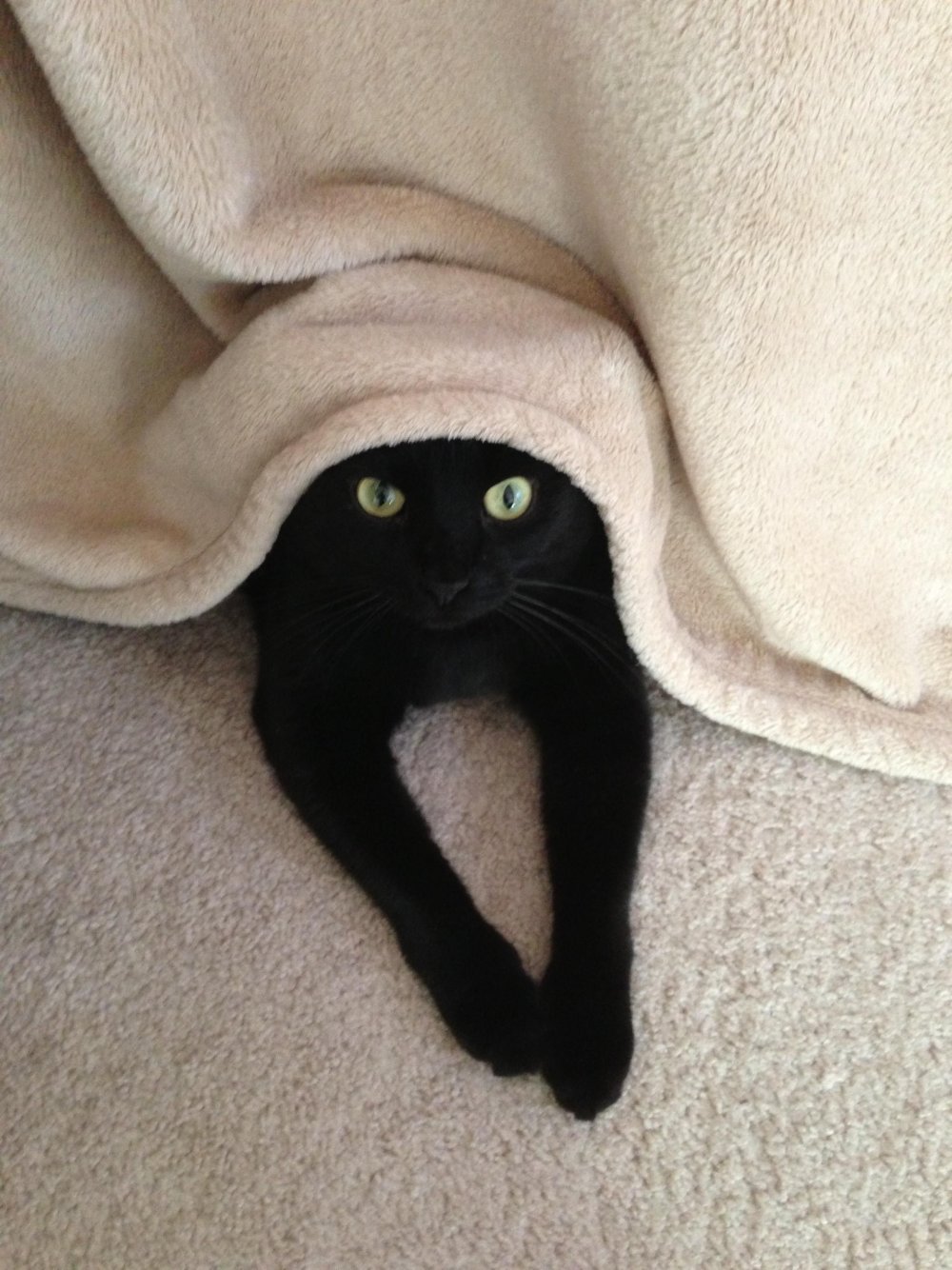 Черная кошка смешная