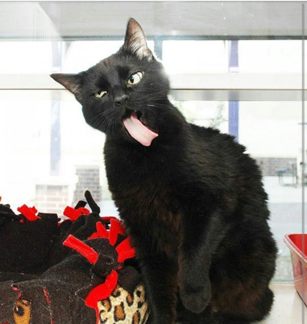 Черная кошка смешная