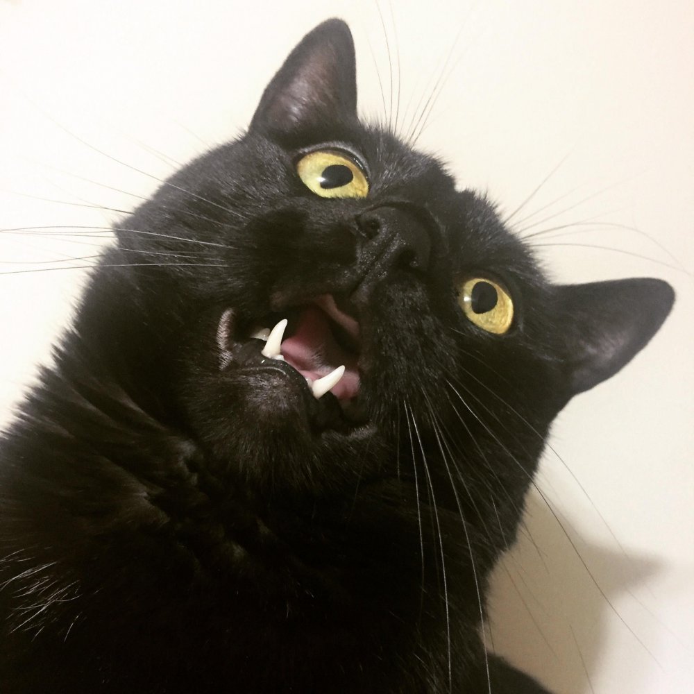 Удивленный черный кот