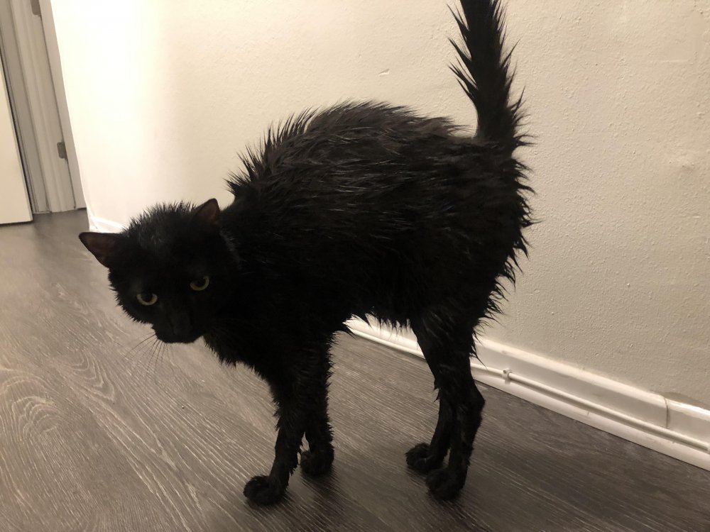 Страшные черные коты