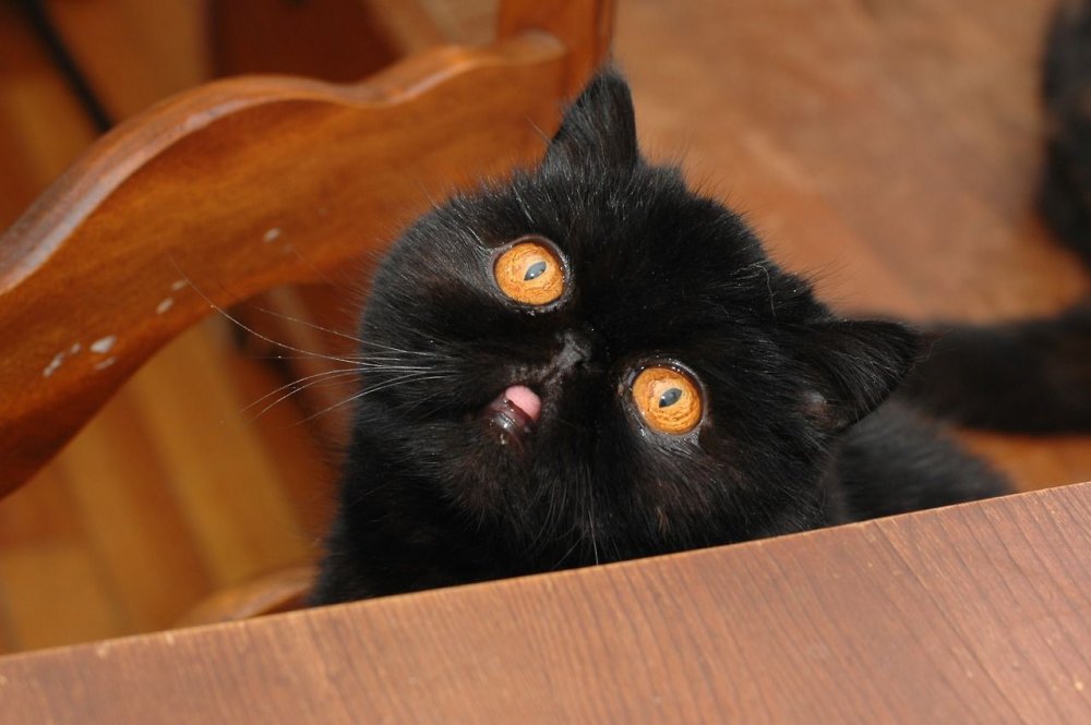 Смешной черный кот