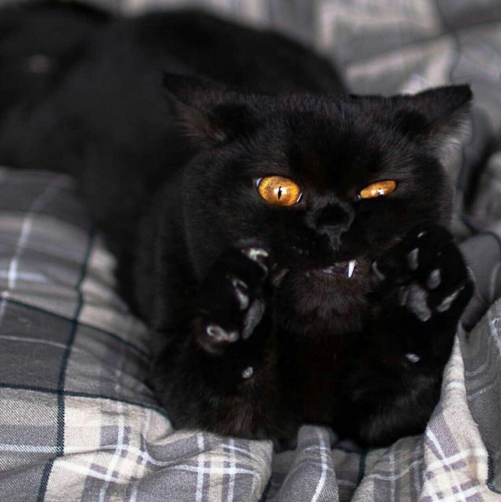 Милые чёрные котики