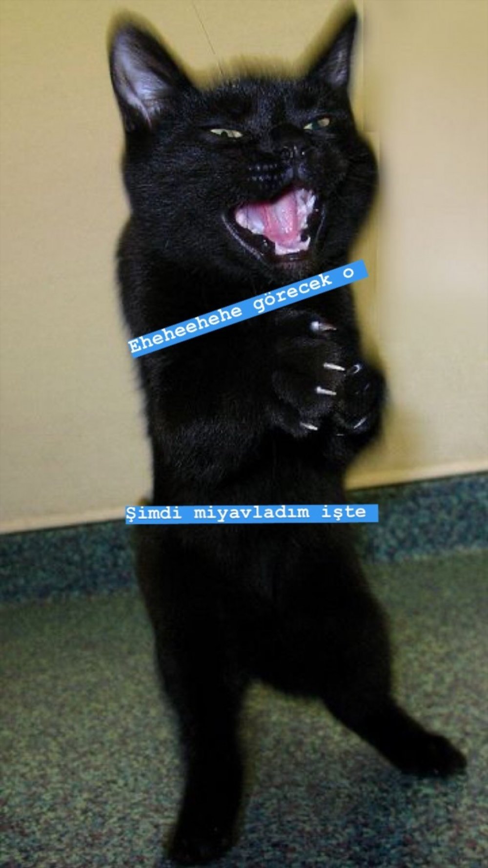 Черный кот смеется