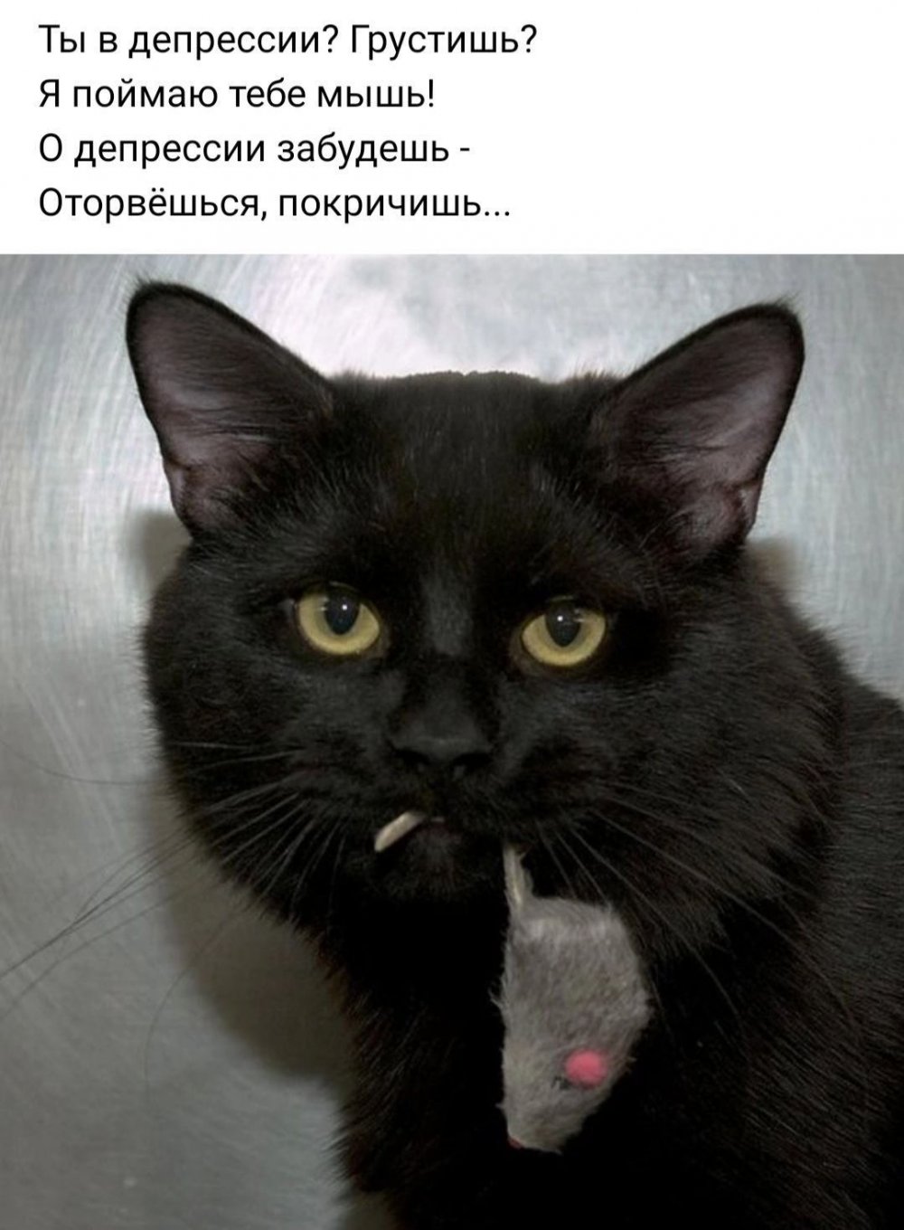 УГАРНЫЙ черный кот