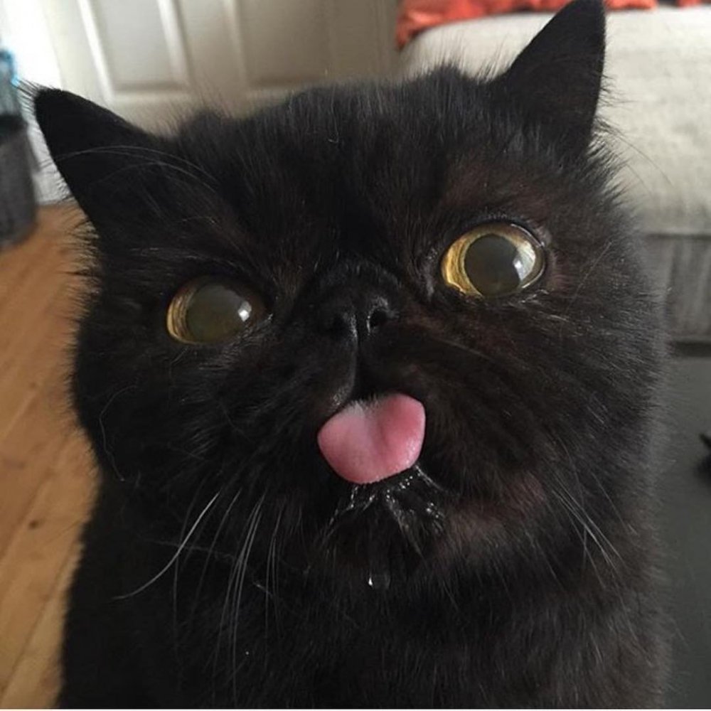Черная кошка с высунутым языком