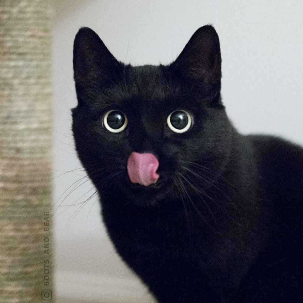 Черный кот с высунутым языком