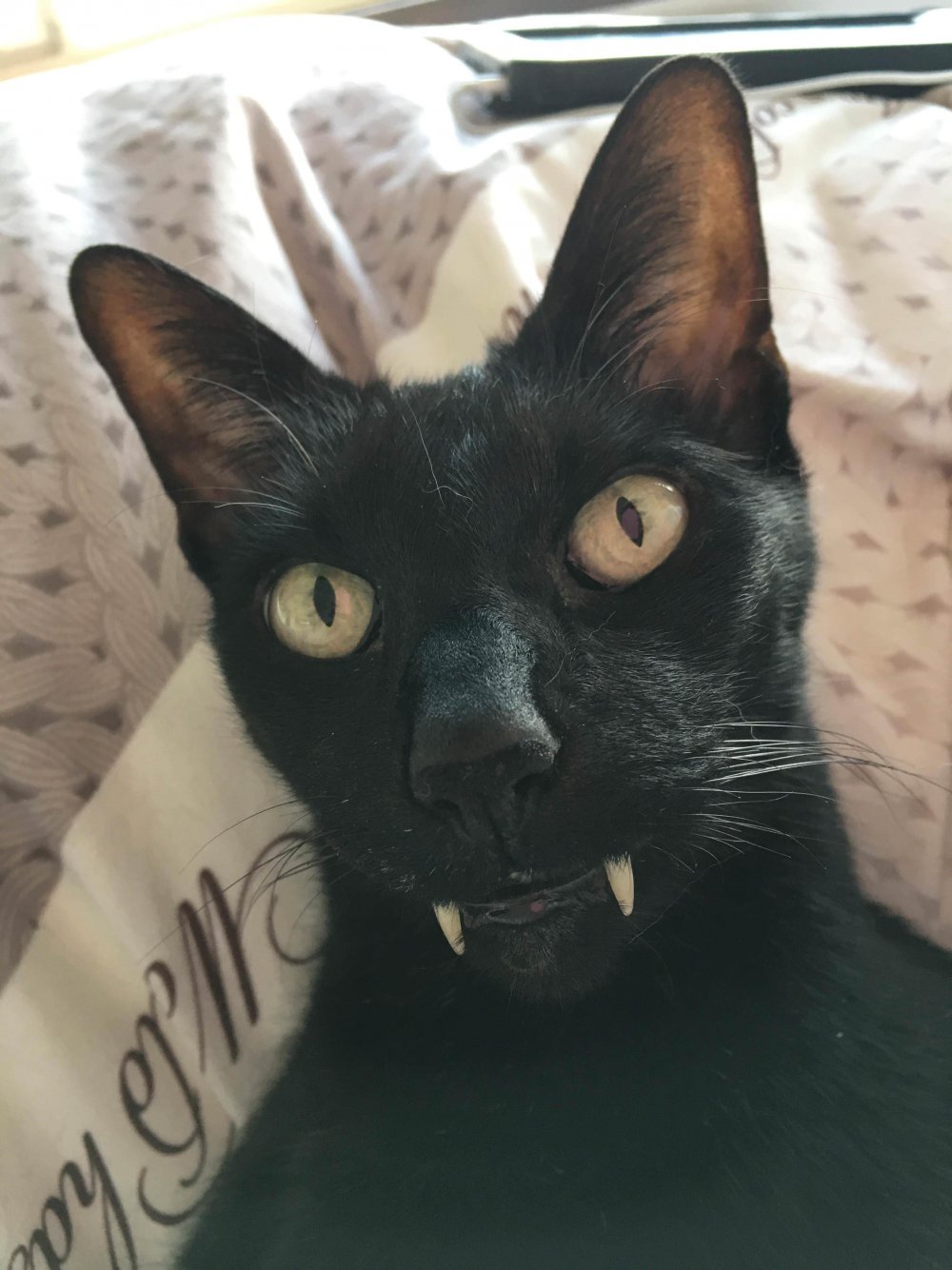 Кот вампир порода
