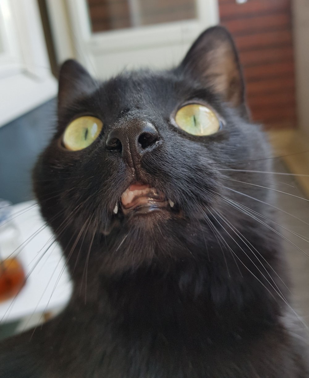 Черный кот в шоке