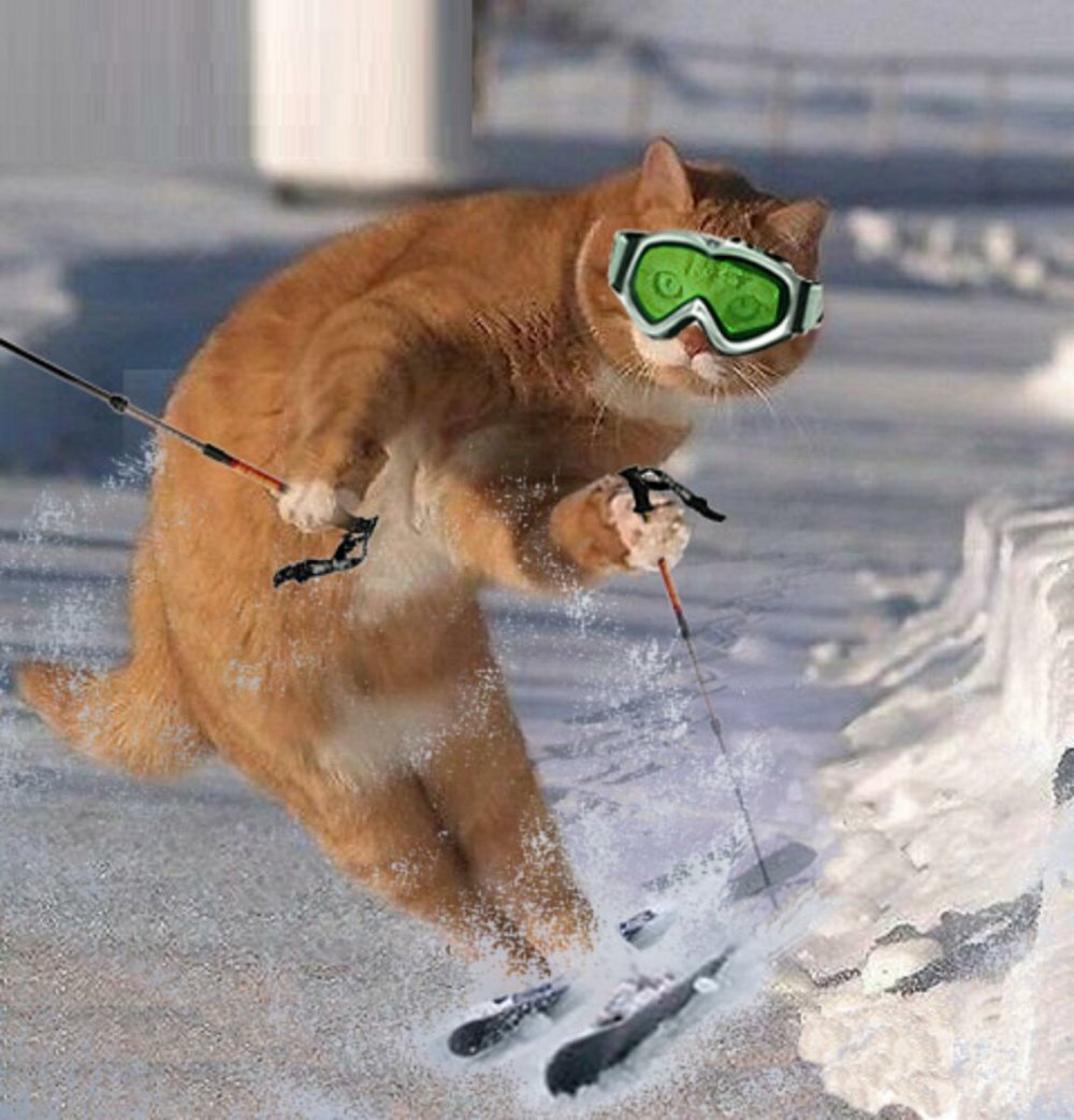 Кот катается на лыжах