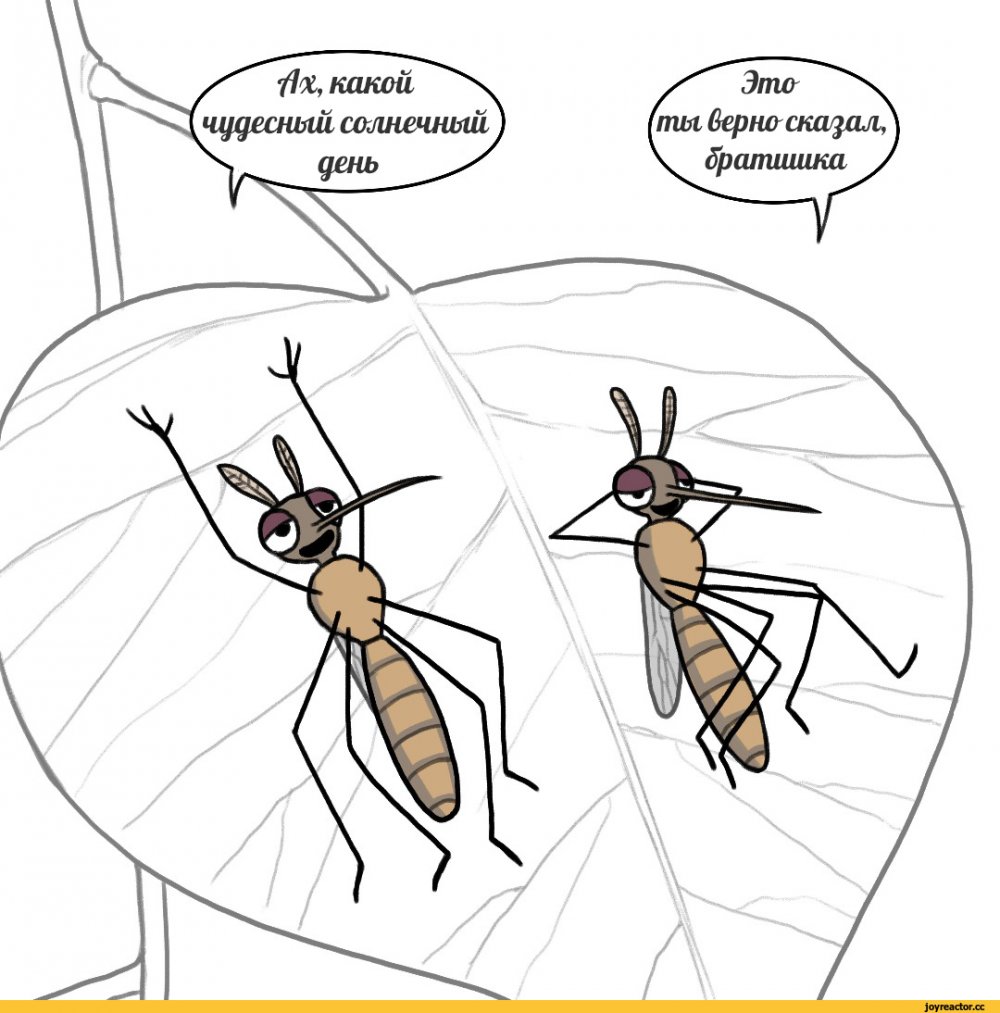Смешной комар