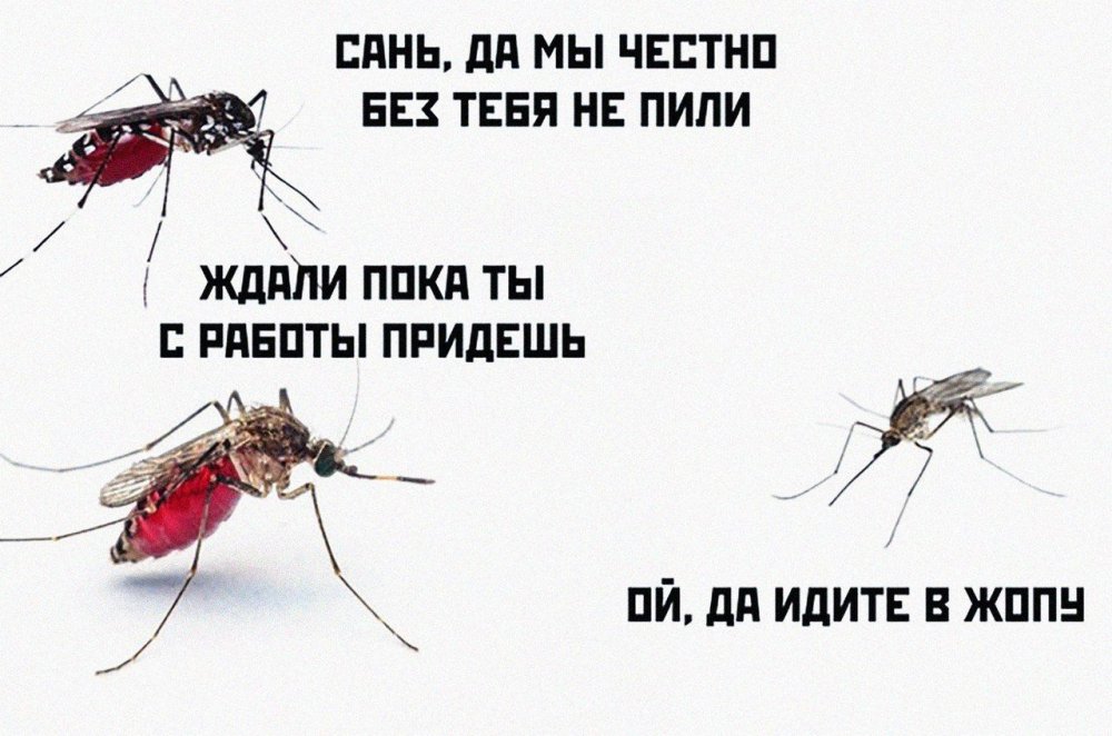 Шутки про комаров