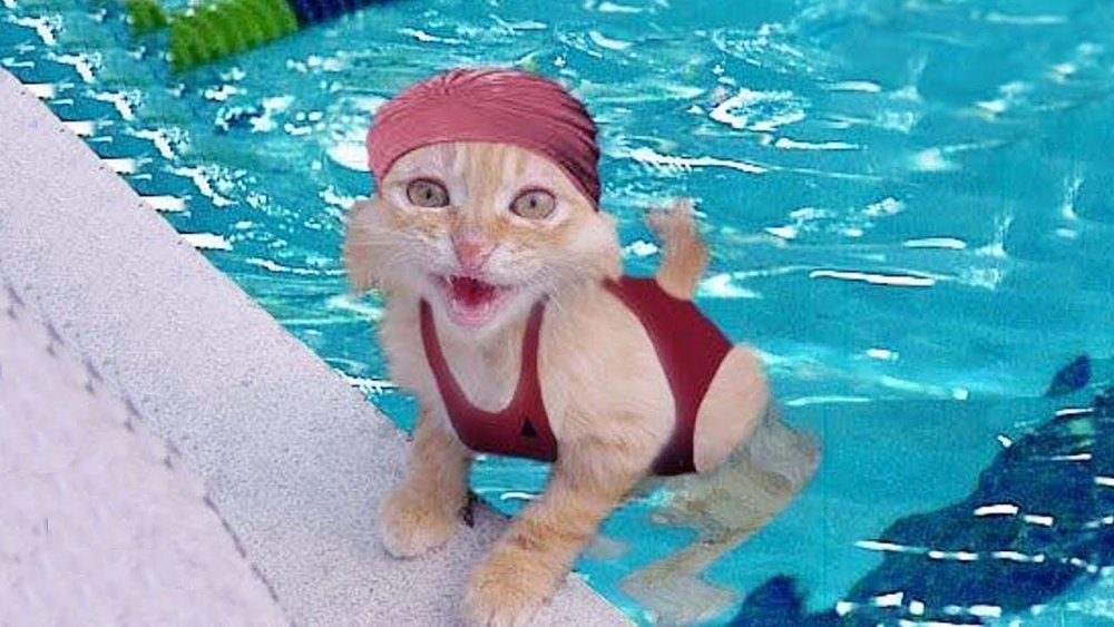 Кот в шапочке для плавания