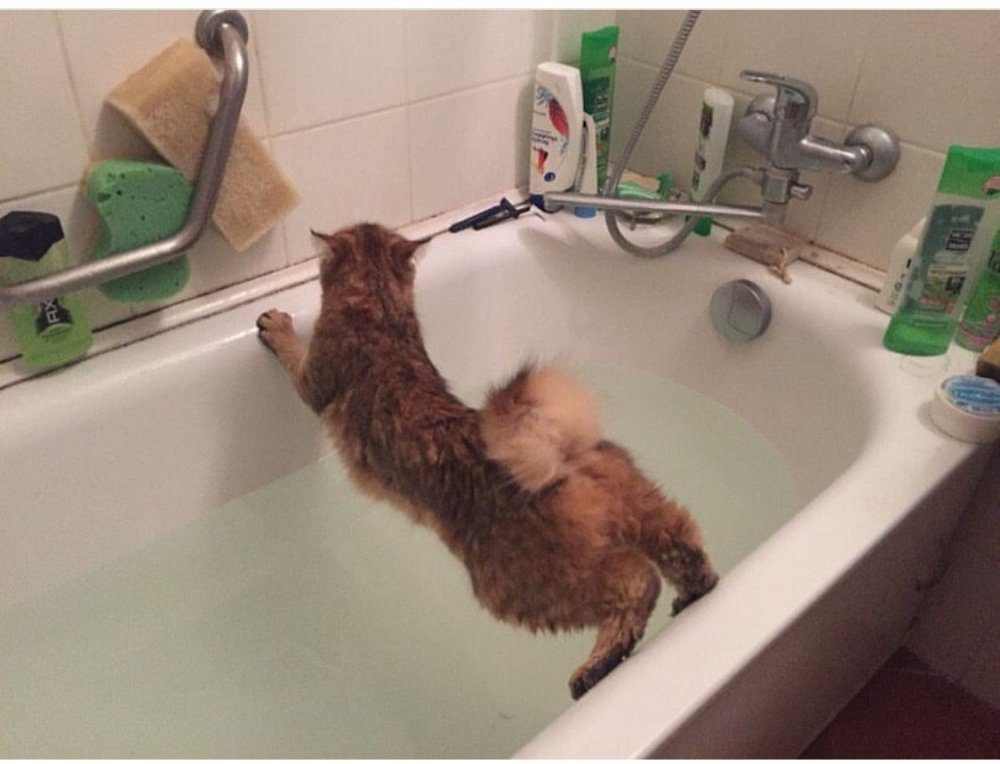 Кот не хочет мыться