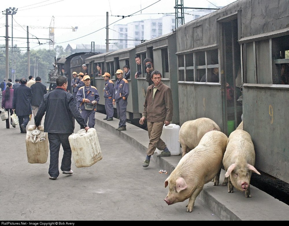 Свиньи на железной дороге