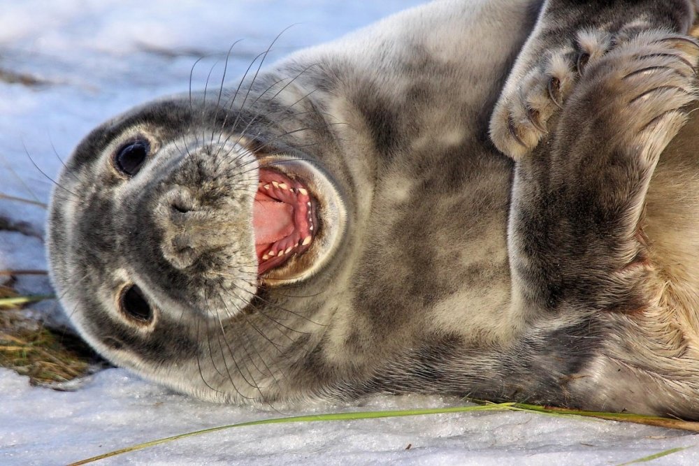 Радостный тюлень