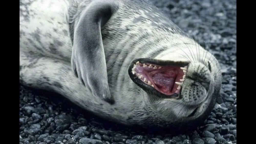 Страшный тюлень