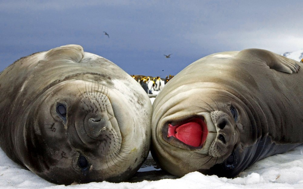 Морской слон тюлень морж
