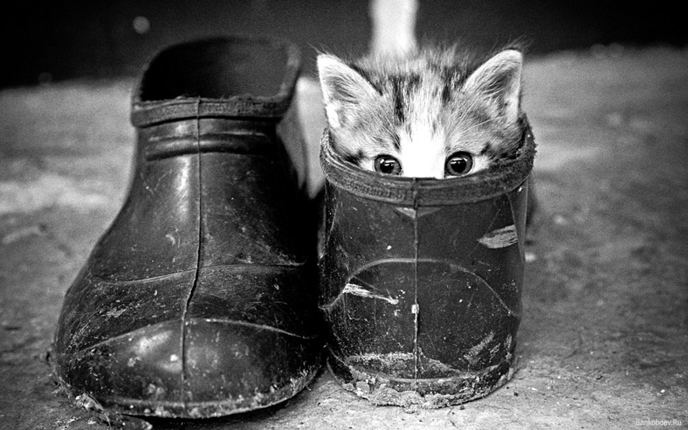 Котик в ботинке