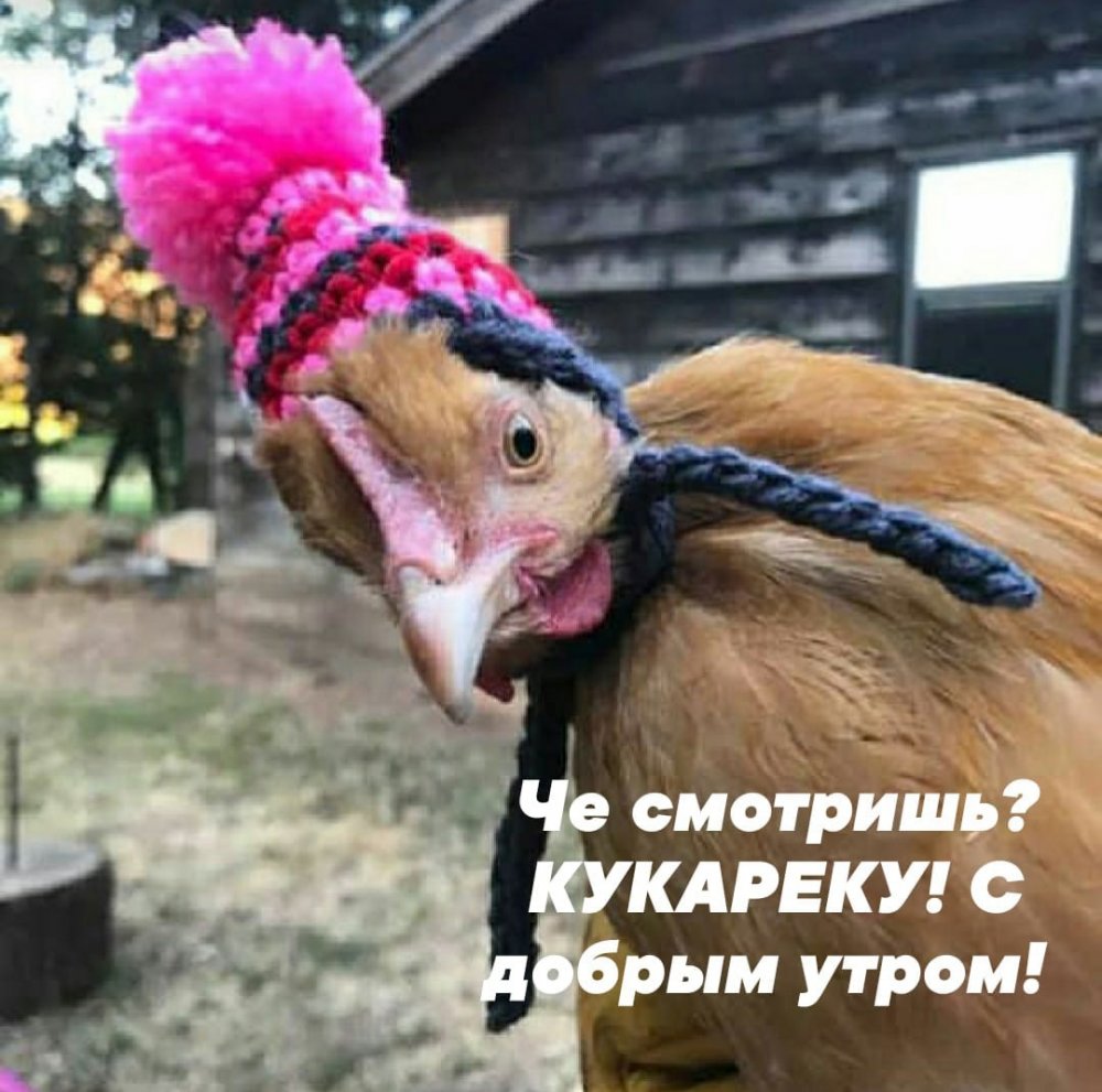 Смешная курица