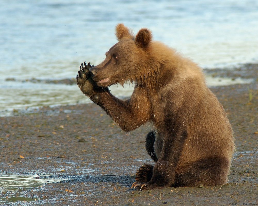 Медведь смешные картинки