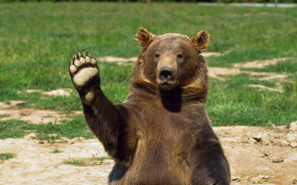 Медведь с поднятой лапой