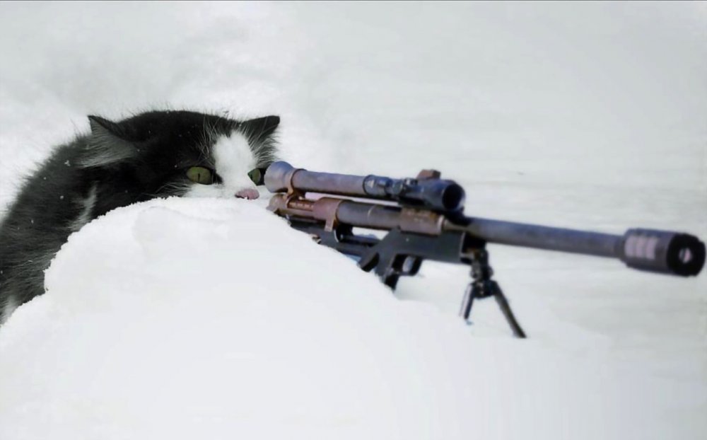 Кот со снайперской винтовкой