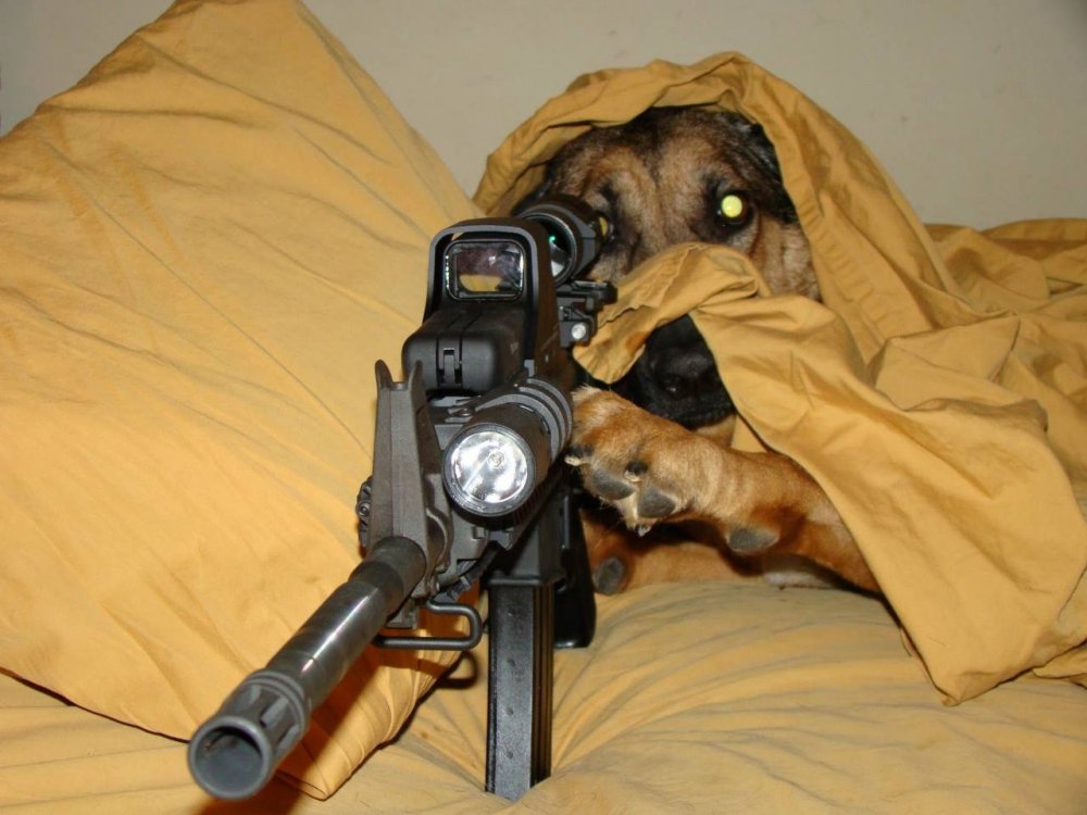 Собака с оружием