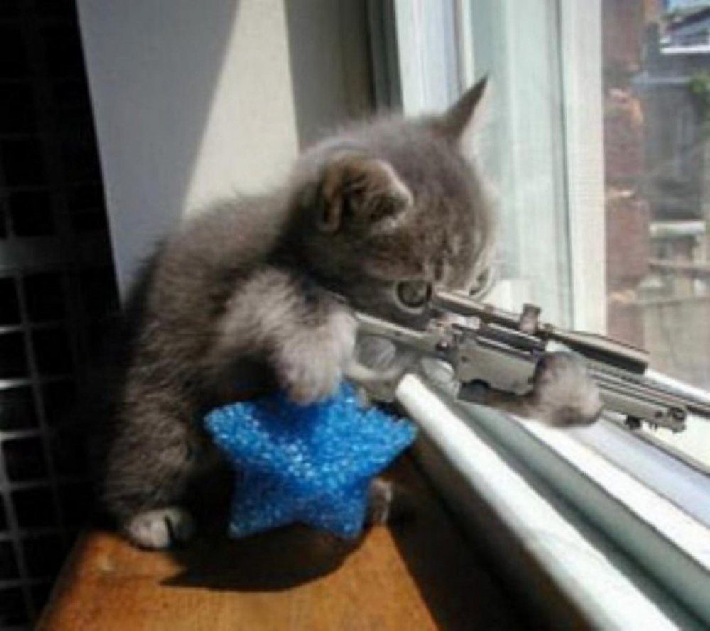 Кот стреляет из автомата