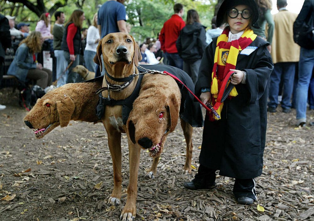 Страшные костюмы для собак