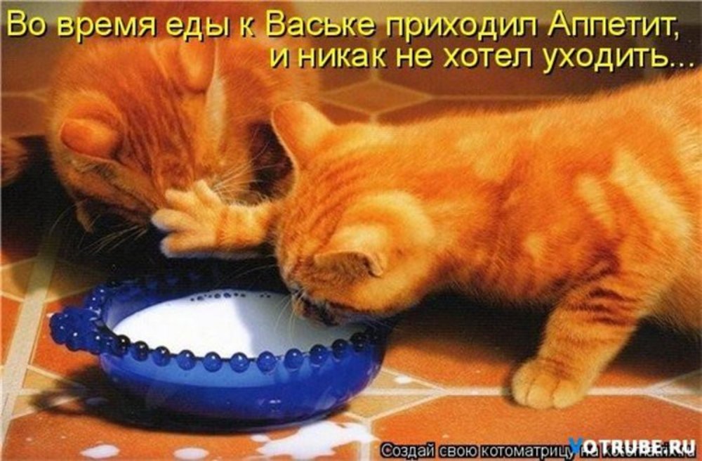 Рыжий кот юмор