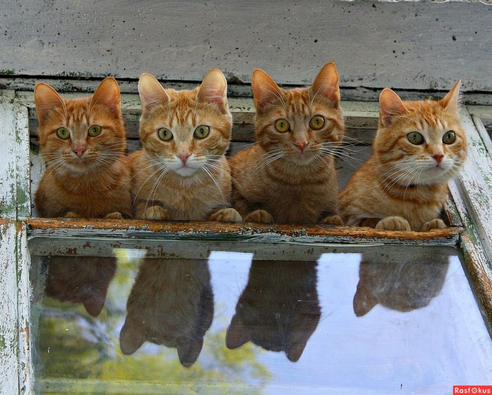 Три рыжих кота