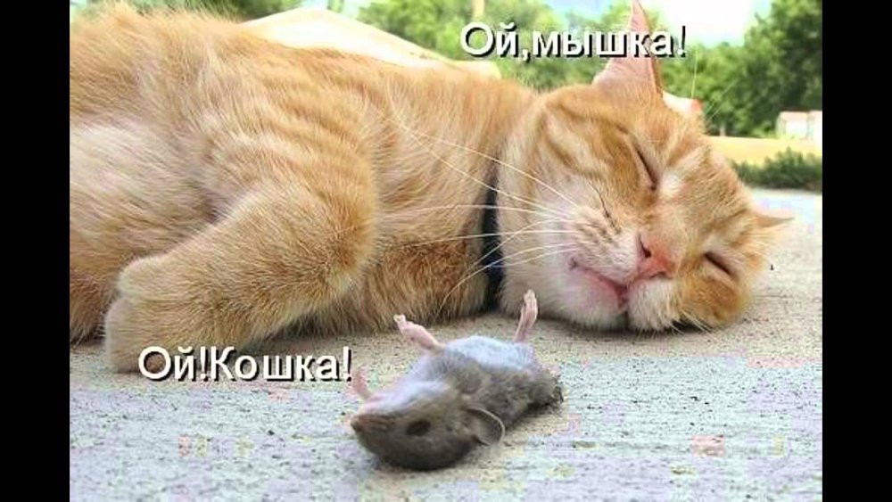 Смешные коты и мыши