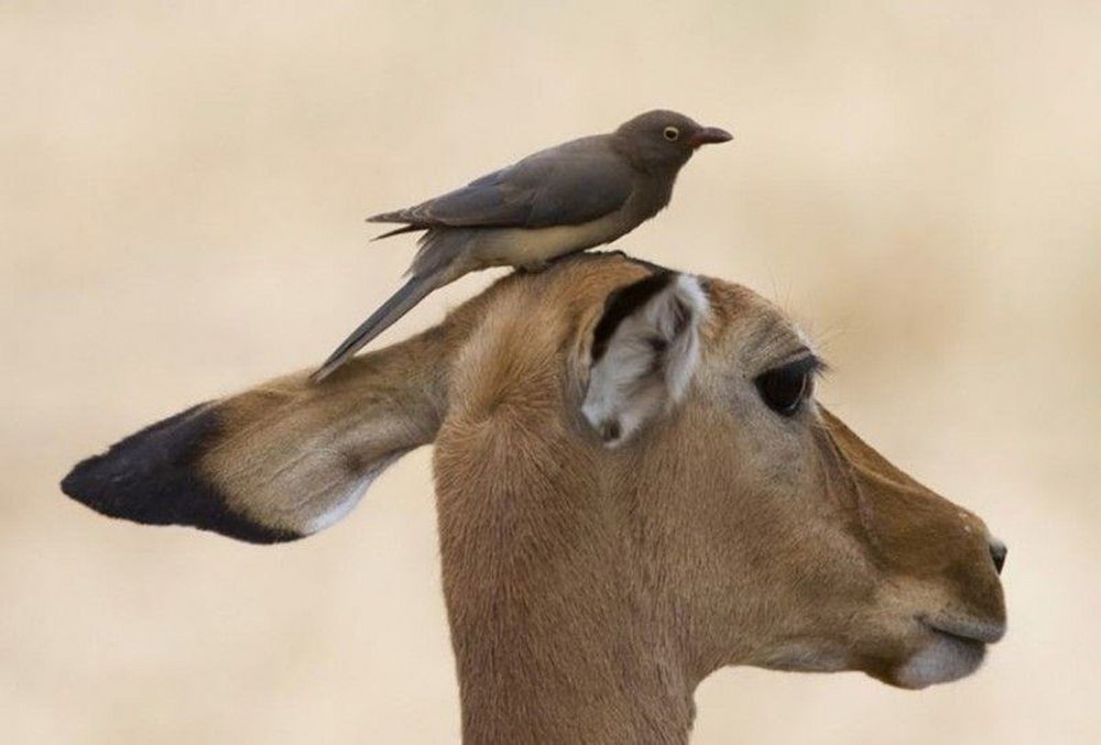 Смешные картинки животных и птиц