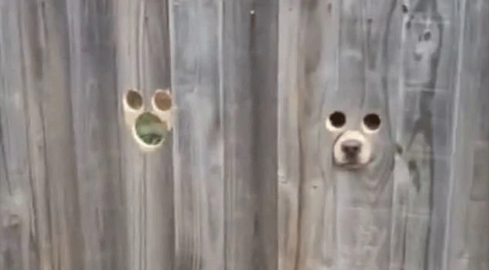 Собака через дырки в заборе