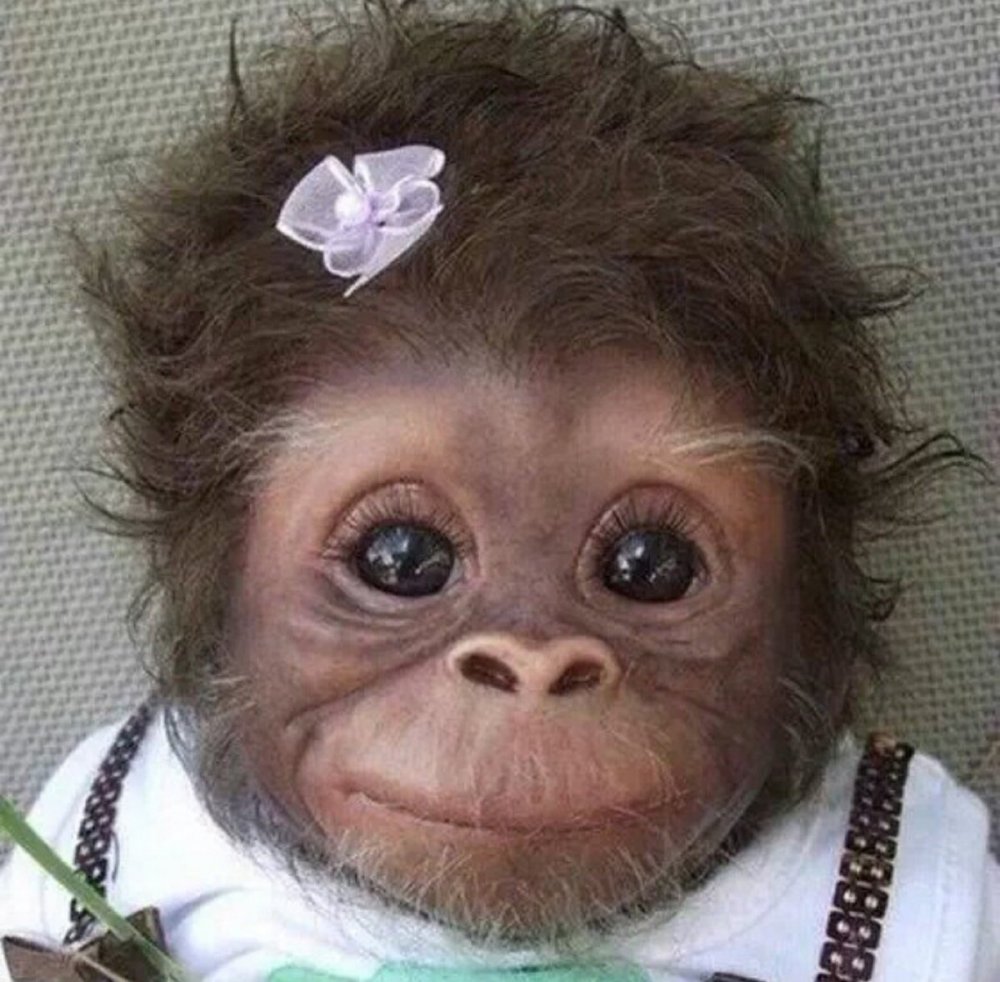 Красивая обезьянка девочка