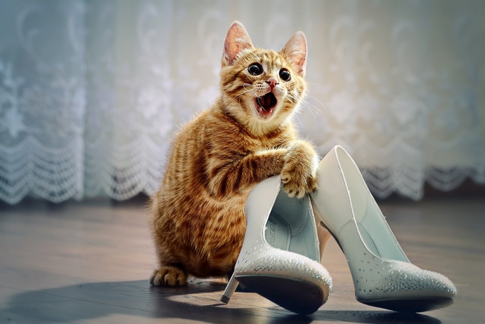 Кот в туфлях