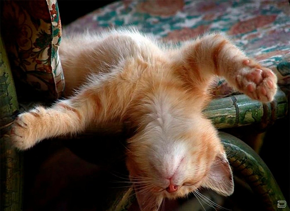 Усталый рыжий кот