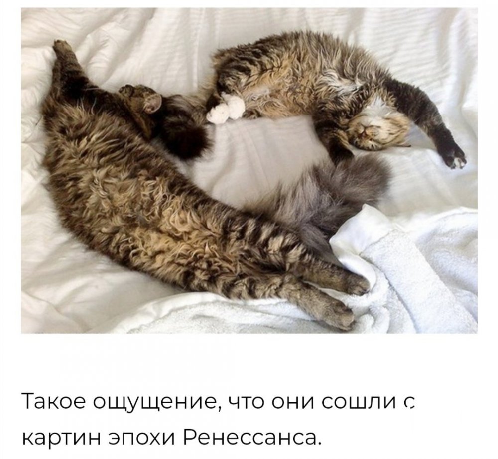 Два смешных кота спят