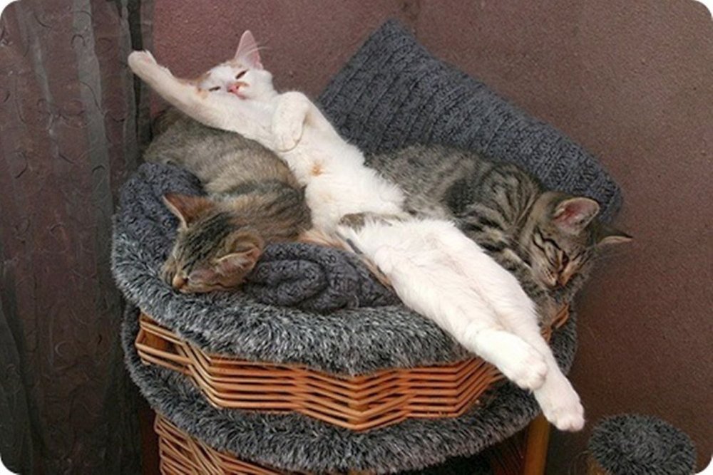 Спящие коты с надписями