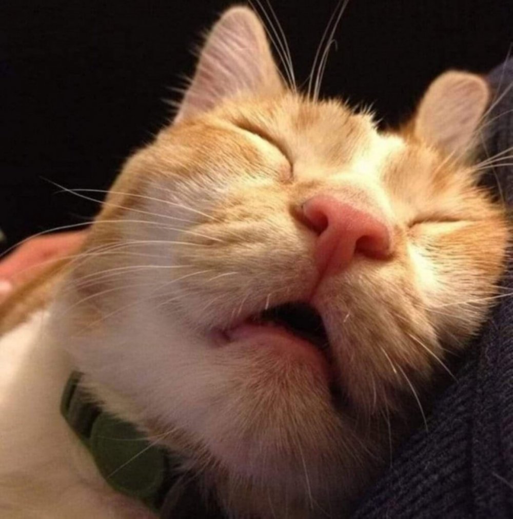 Смешно спящий кот