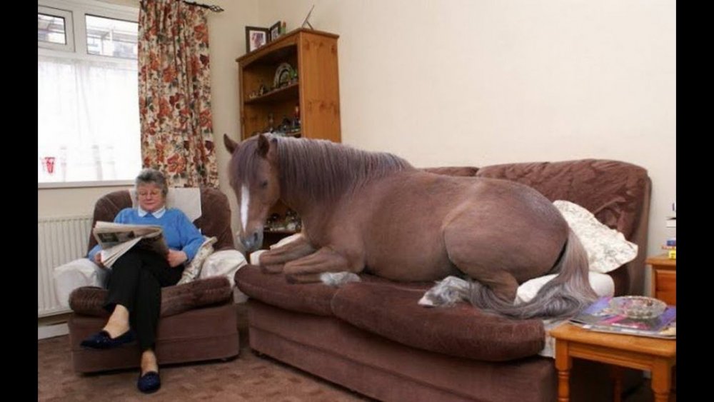 Конь в квартире