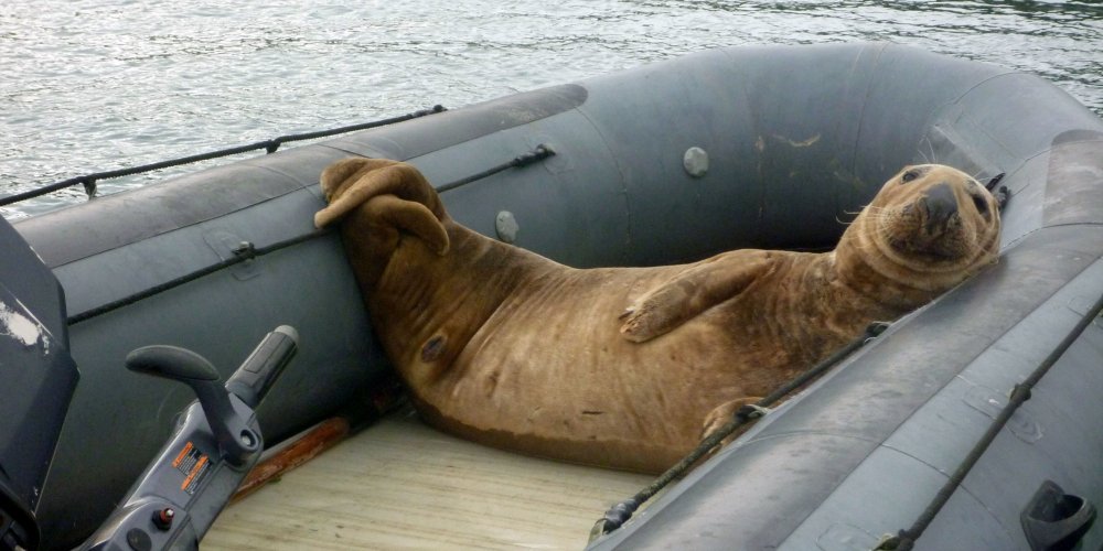 Тюлень на подводной лодке
