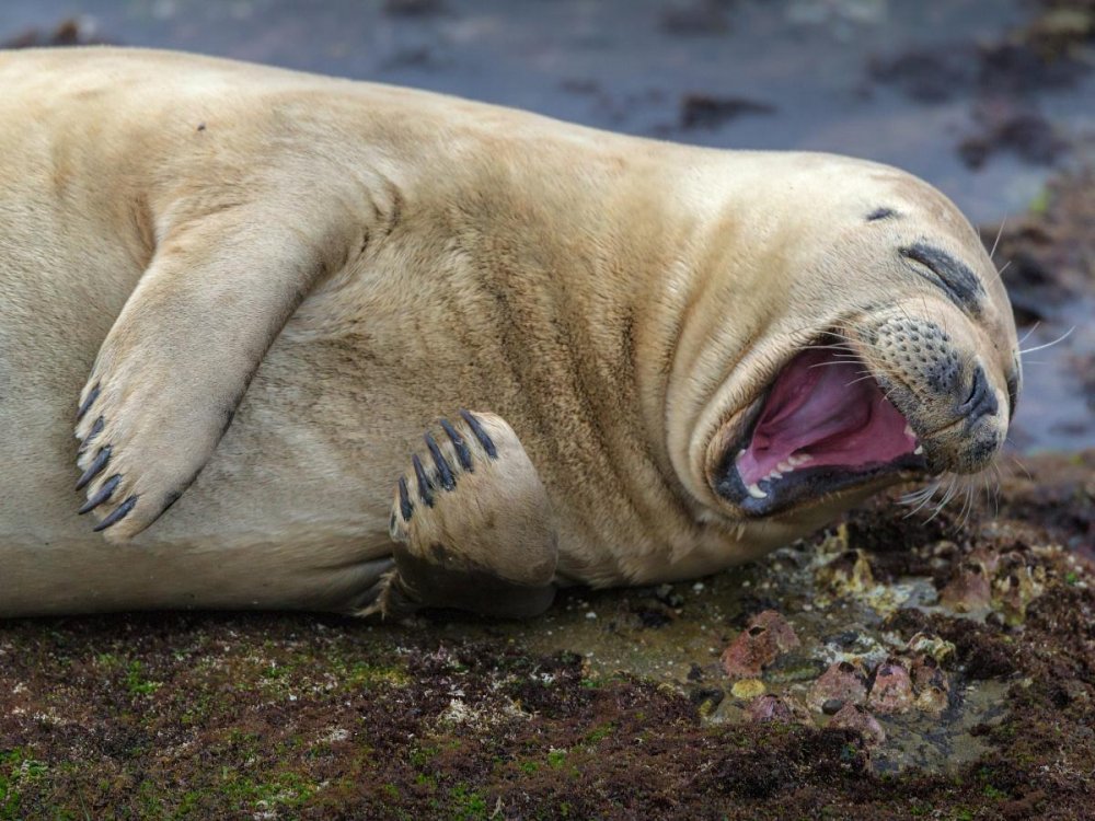 Тюлень зевает