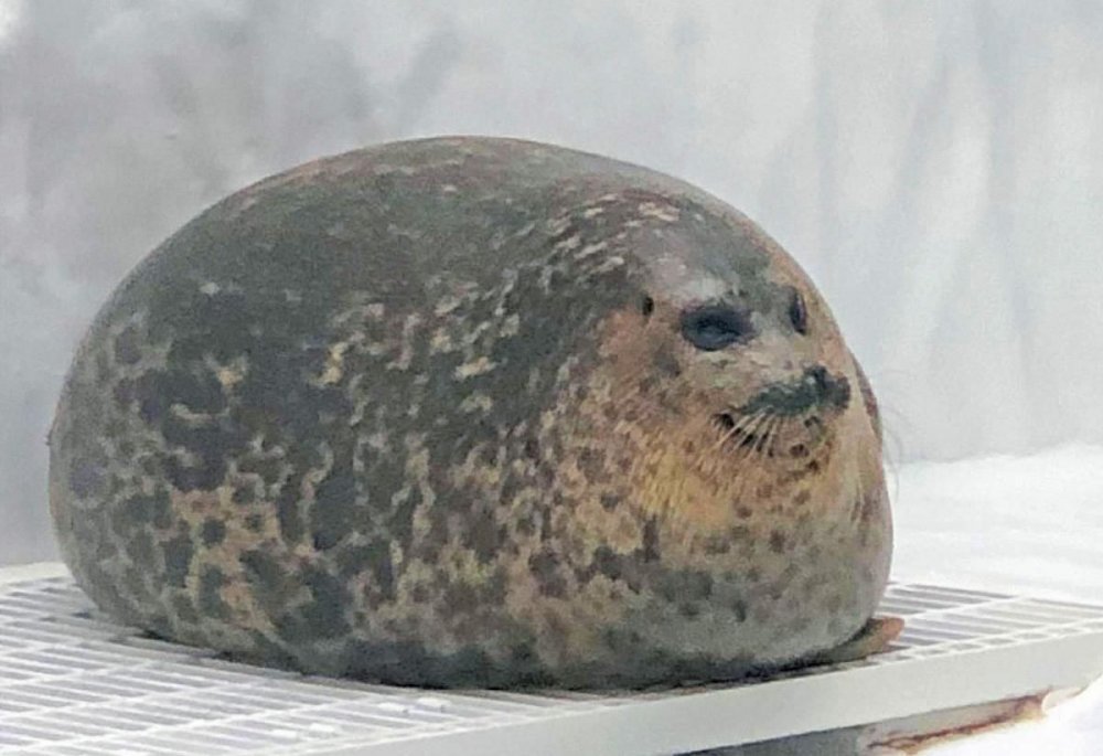 Самый толстый тюлень