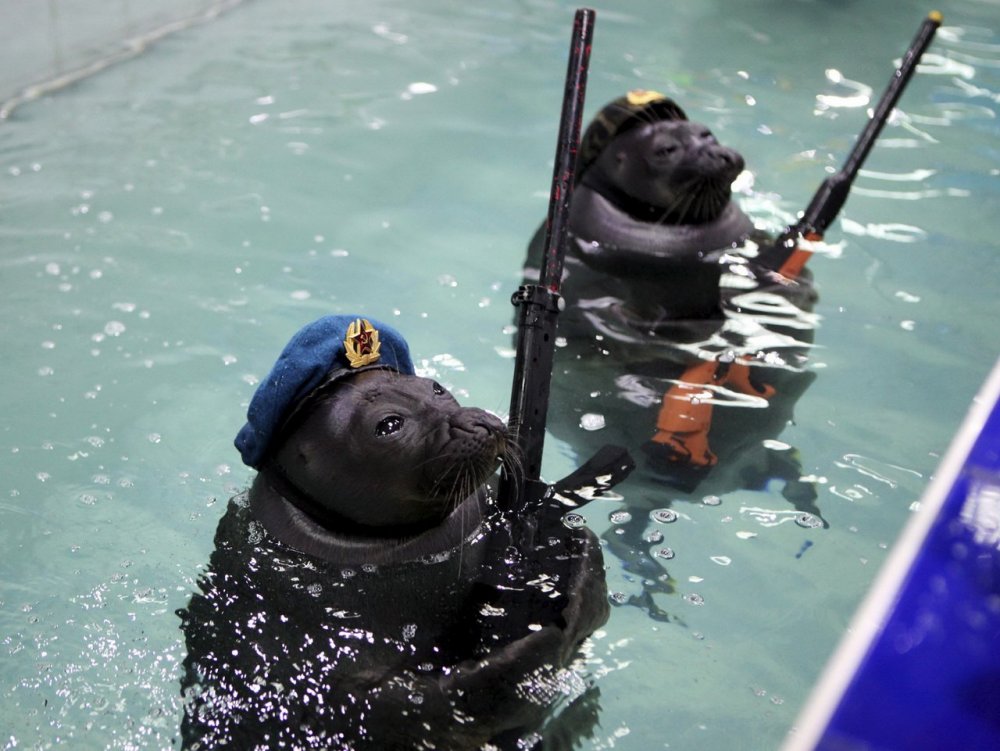Боевые тюлени