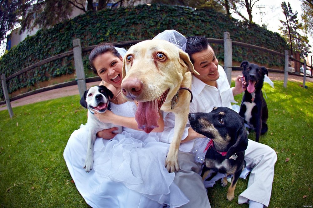 Свадьба человека и собаки
