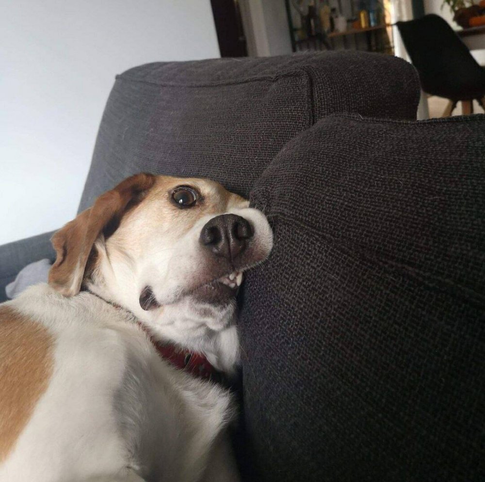 Смешные фото собак