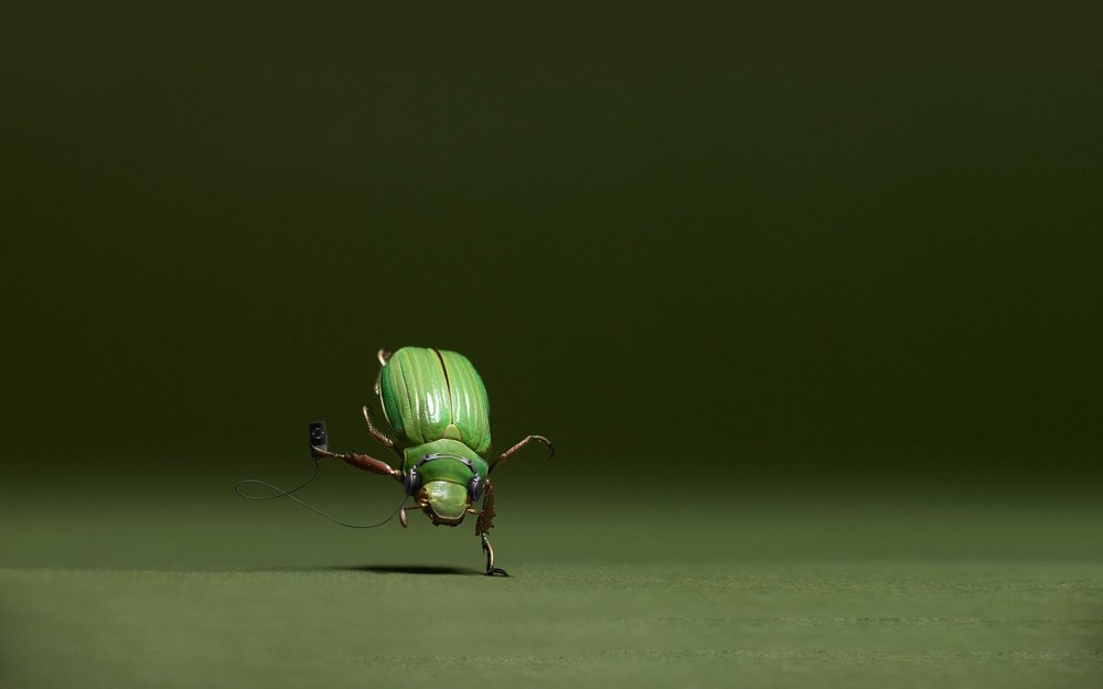 Интересные жуки