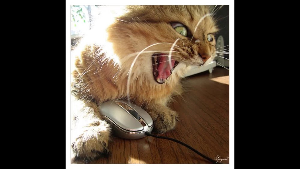 Кот с компьютерной мышью в зубах